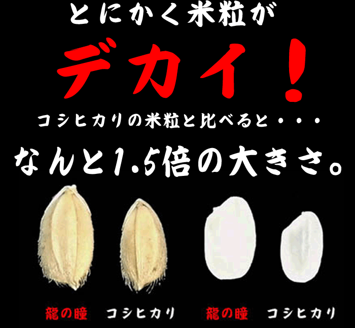 龍の瞳いのちの壱白米2kg