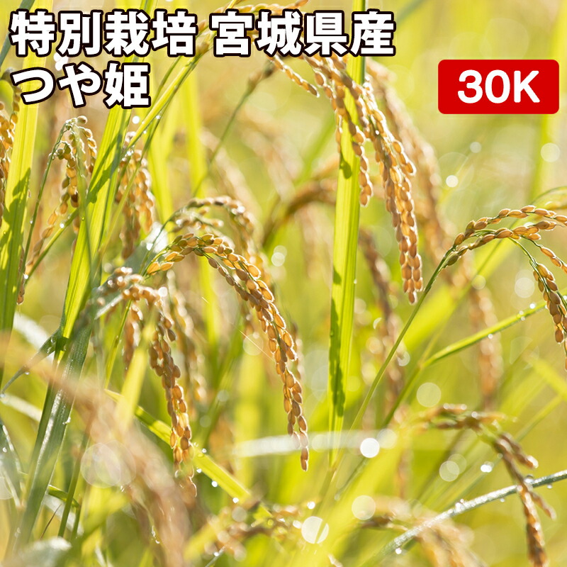 【減農薬 特別栽培米 農薬5割減 化学肥料5割減】米 30kg 一等米 つや姫 宮城県産 玄米(5kg×真空パック6袋)令和7年産 送料無料 精米無料 真空パック無料【7種類から選べる精米】真空パック(特許取得済み)で3～5年の長期保存が可能