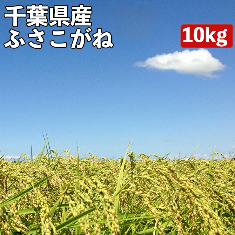 楽天市場】【令和7年産 新米】米 30kg 一等米 ふさこがね 千葉県産