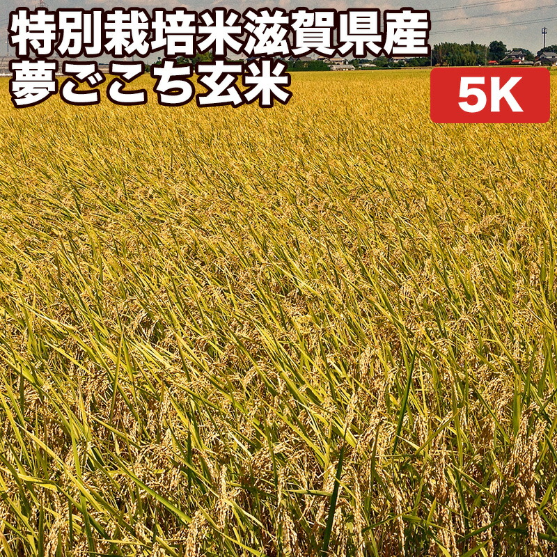 【減農薬 特別栽培米 農薬5割減 化学肥料5割減】米 5kg 一等米 夢ごこち 滋賀県産 玄米（5kg×真空パック1袋）令和6年産【送料無料 精米無料 真空パック無料】【7種類の精米】真空パック(特許取得済み)で3年～5年の長期保存が可能