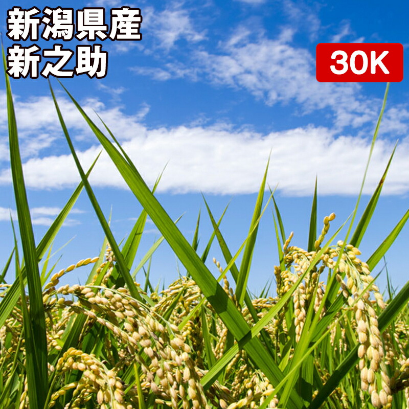 宮城県産 だて正夢 玄米 30kg（5kg×6袋）令和4年産備蓄に最適な真空パック（特許取得済み）なので3年〜5年の長期保存が可能です。非常食 防災用 保存