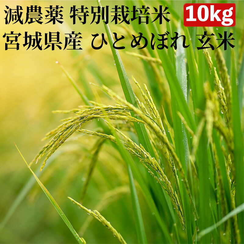 【マラソン20％OFFクーポン発行中】【減農薬 特別栽培米 農薬5割減 化学肥料5割減】米 10kg 一等米 ひとめぼれ 宮城県産 玄米（5kg&times;真空パック2袋）令和7年産 送料無料 精米無料 真空パック無料 7種類から選べる精米 真空パック(特許取得済み)で3年～5年の長期保存が可能｜コメのやまや　店