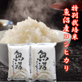 楽天市場】【予約】 令和7年度産 新米 新潟産 コシヒカリ 魚沼産