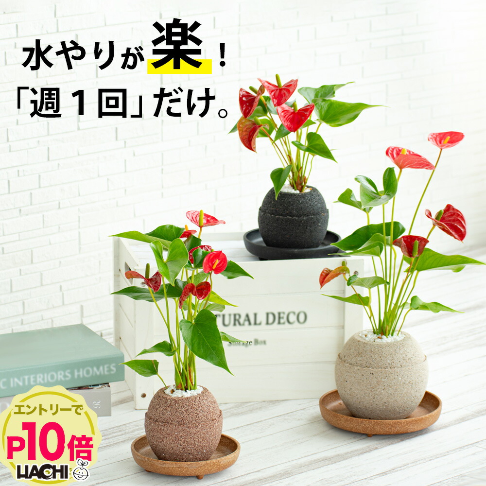 楽天市場】【送料無料】〈AQUA PLANTPOT〉HACHI (玉) ソーサー付