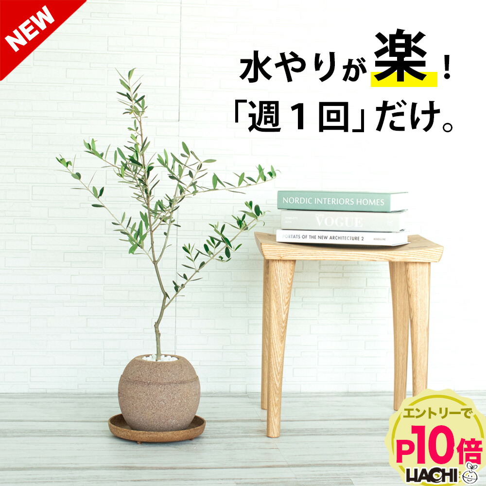 楽天市場】『SOUJU オリーブ 3号 品種おまかせお届け』 オリーブ 3号