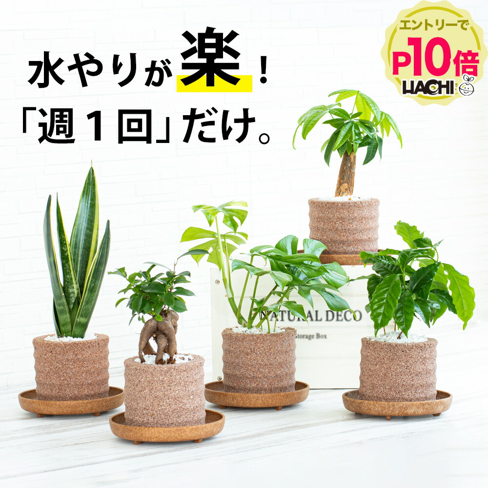 楽天市場】【送料無料】〈AQUA PLANTPOT〉HACHI (玉) ソーサー付