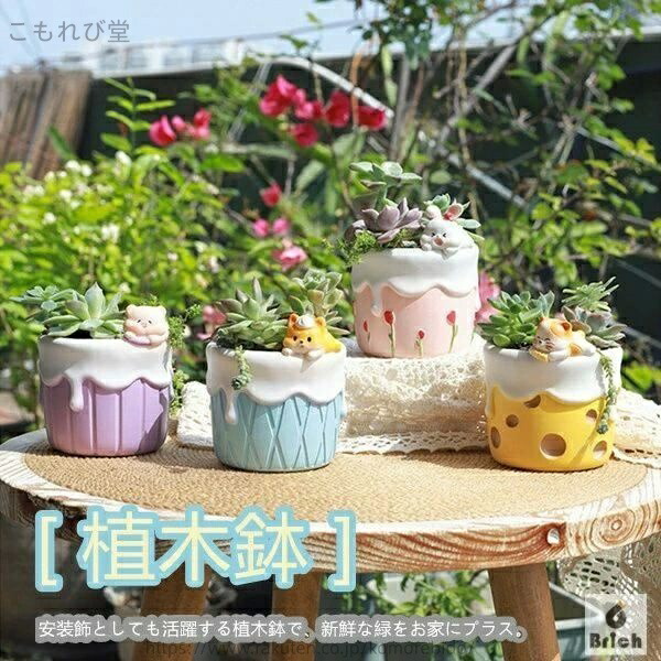 楽天市場】【送料無料】肉球鉢【M】サイズ【1個入り】多肉植物寄せ植え