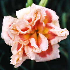 楽天市場】繰り返し咲きヘメロカリス'ワーク オブ アート'苗 1株