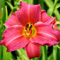 楽天市場】【選べる6品種】ヘメロカリス 5号苗（k2） : 千草園芸