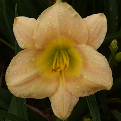 楽天市場】繰り返し咲きヘメロカリス'ワーク オブ アート'苗 1株