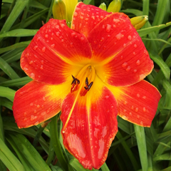 楽天市場】繰り返し咲きヘメロカリス'ワーク オブ アート'苗 1株