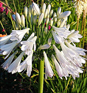 楽天市場 見事な花姿 アガパンサス イナパータス シルバー ライニング １株 小森谷ナーセリー 楽天市場店