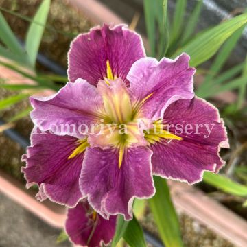 楽天市場】ジャーマンアイリス ピンク バブルス Iris Germanica