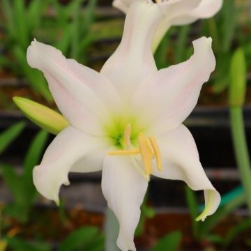 アマリリス♡ 739-QAM958.jpg?1