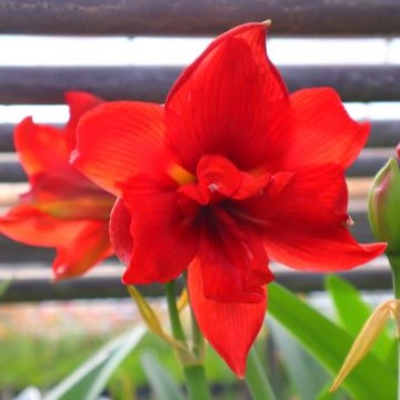 楽天市場】オリジナル品種！大輪八重咲きアマリリス'ダブル