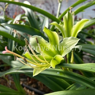 滅多に無い！寸法押さえる原種アマリリス カリプトゥラタム鱗茎 大球１球