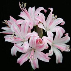 ピンク色八重咲ネリネ　万重姫 ピンク色八重咲ネリネ 万重姫 楽天市場】芳香あり！ オリジナル品種