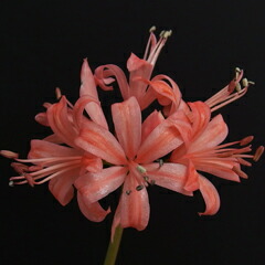 楽天市場】芳香あり！ オリジナル品種！ フルダブルの花姿！ネリネ'万