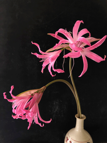 楽天市場】芳香あり！ オリジナル品種！ フルダブルの花姿！ネリネ'万