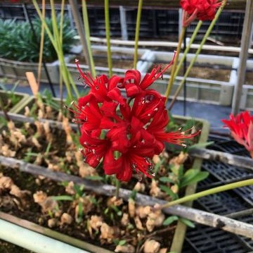 楽天市場】芳香あり！ オリジナル品種！ フルダブルの花姿！ネリネ'万