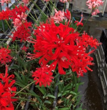 ピンク色八重咲ネリネ　万重姫 楽天市場】芳香あり！ オリジナル品種！ フルダブルの花姿！ネリネ'万