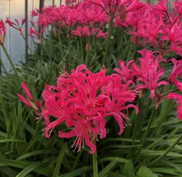 楽天市場】芳香あり！ オリジナル品種！ フルダブルの花姿！ネリネ'万