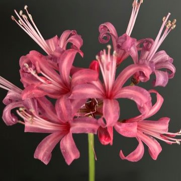 ピンク色八重咲ネリネ　万重姫 ピンク色八重咲ネリネ 万重姫 楽天市場】芳香あり！ オリジナル品種