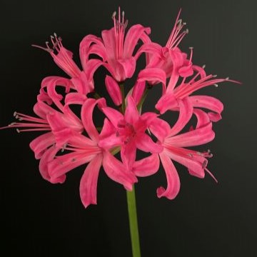 ピンク色八重咲ネリネ　万重姫 楽天市場】芳香あり！ オリジナル品種！ フルダブルの花姿！ネリネ'万