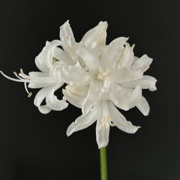 楽天市場】芳香あり！ オリジナル品種！ フルダブルの花姿！ネリネ'万