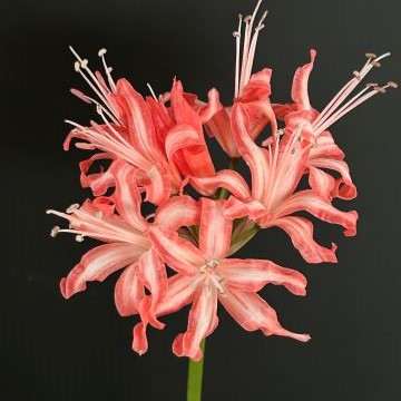 楽天市場】芳香あり！ オリジナル品種！ フルダブルの花姿！ネリネ'万