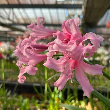 楽天市場】芳香あり！ オリジナル品種！ フルダブルの花姿！ネリネ'万