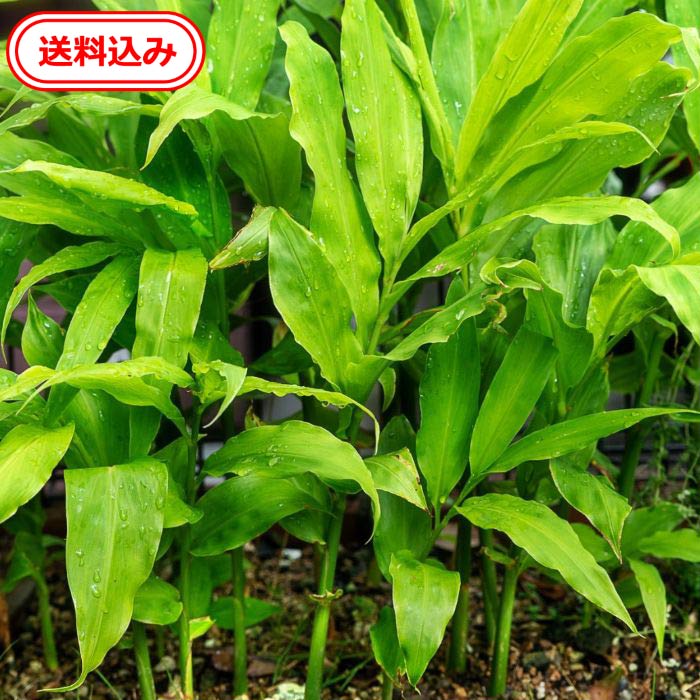 楽天市場】【送料無料】 徳島県産 赤松の葉100g送料込 松葉（天然