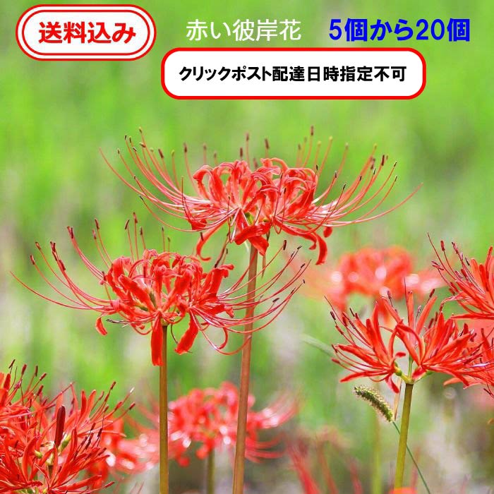 楽天市場】送料無料 彼岸花球根【小さい球根】10個から30個 掘り出すときに出る小さいもの 冬場の緑 モグラ除け 開花は数年後 コニシ農園 :  コニシ農園 楽天市場店