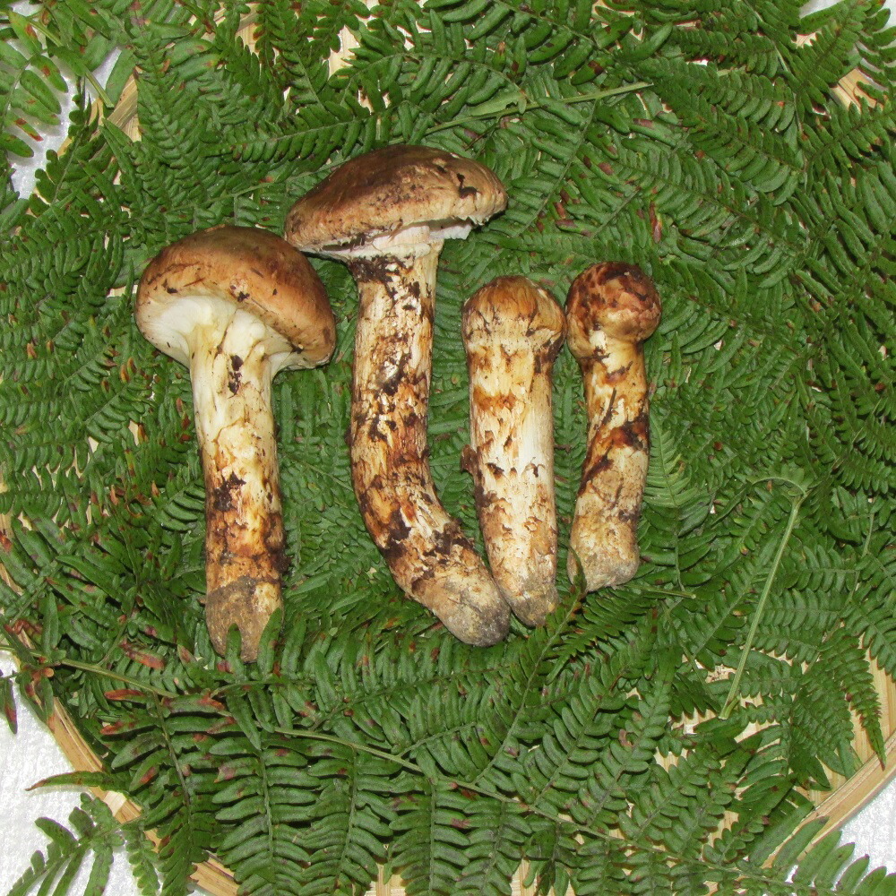 国産松茸 南信州産 ひらき 0 つぼみに近いひらきのみ Kodomonokuni Pippi Jp