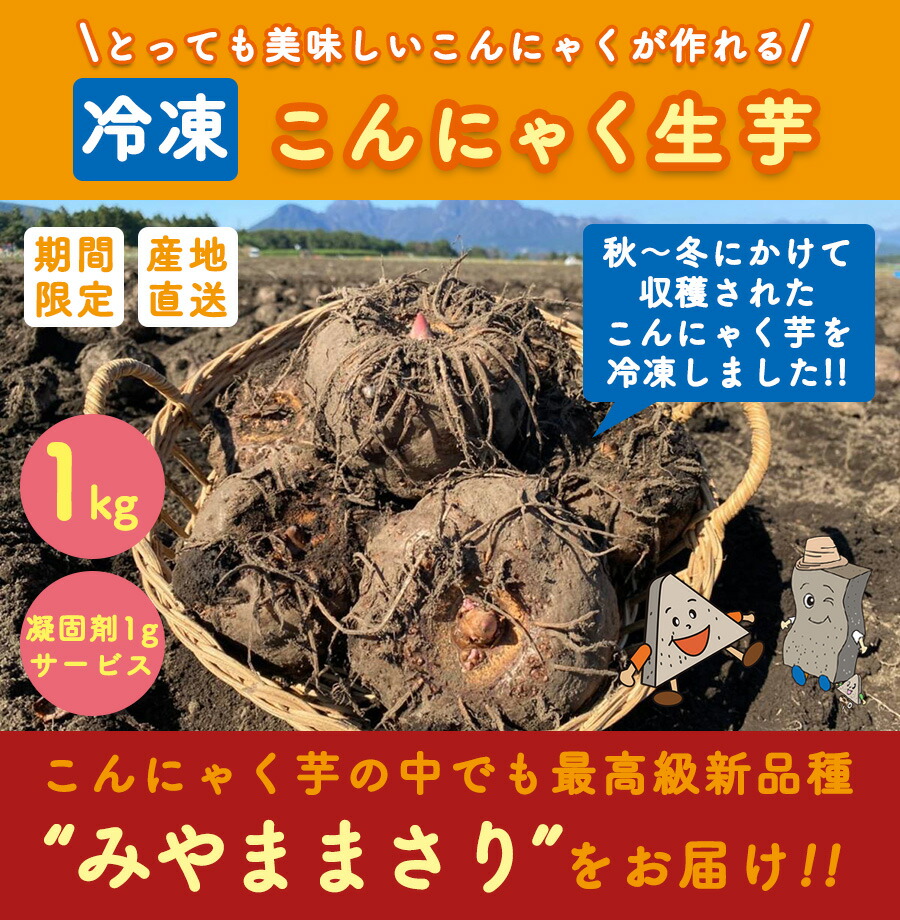 市場 2021年度秋〜冬収穫 期間限定 冷凍 群馬県産 みやままさり こんにゃく芋 生芋こんにゃく