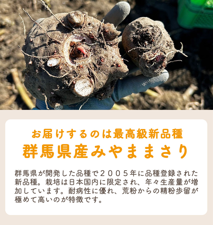 市場 2021年度秋〜冬収穫 期間限定 冷凍 群馬県産 みやままさり こんにゃく芋 生芋こんにゃく