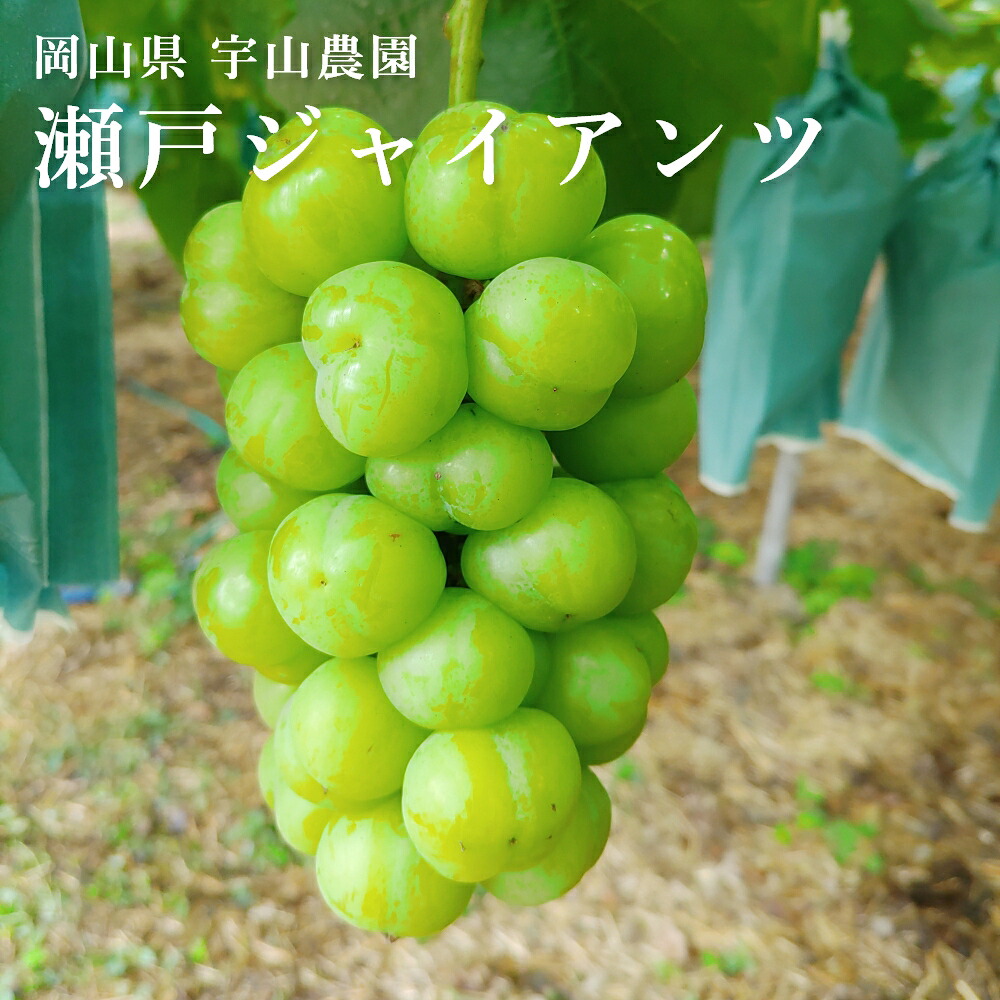 【予約商品】瀬戸ジャイアンツ 桃太郎ブドウ 2kg(3 - 5 房入り) 岡山県産 種なし 皮ごと食べれる シャインマスカット 最高級品 クール便 宇山農園 10月中旬以降お届け｜これええやん店