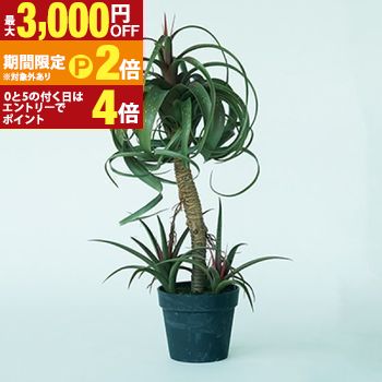 チランジア ミックス 観葉植物 多肉植物 インテリアグリーン おしゃれ オシャレ ギフト 室内向け 種類豊富 高級感 初心者向け 育てやすい 人気 植物 ギフト プレゼント 可愛い ナチュラル インテリア コーディネート お手入 【最大3,000円OFFクーポン配布中｜25日P2倍】｜【コ・レ・ダ】　家電＊インテリア