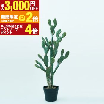 ウチワサボテン 観葉植物 多肉植物 インテリアグリーン おしゃれ お洒落 ギフト 室内向け 種類豊富 高級感 初心者向け 育てやすい 人気 植物 ギフト プレゼント 可愛い ナチュラル インテリア コーディネート お手入れ簡単 【最大3,000円OFFクーポン配布中｜25日P2倍】｜【コ・レ・ダ】　家電＊インテリア