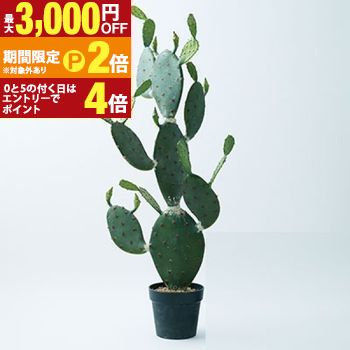 【最大3,000円OFFクーポン有・15日PT2倍！お買い物マラソン】 ウチワサボテン 観葉植物 多肉植物 インテリアグリーン おしゃれ お洒落 ギフト 室内向け 種類豊富 高級感 初心者向け 育てやすい 人気 植物 ギフト プレゼント 可愛い ナチュラル インテリア コーディネート