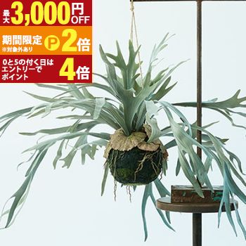 【最大3,000円OFFクーポン有・15日PT2倍！お買い物マラソン】 ビカクシダ ハンギングボール 多肉植物 インテリアグリーン おしゃれ オシャレ ギフト 室内向け 種類豊富 高級感 初心者向け 育てやすい 人気 植物 ギフト プレゼント 可愛い ナチュラル インテリア コーディ 17,424円