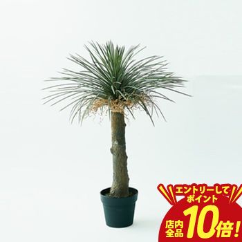 【P10倍（要エントリー）＋クーポン】 ユッカ ロストラータ 観葉植物 多肉植物 インテリアグリーン おしゃれ オシャレ ギフト 室内向け 種類豊富 高級感 初心者向け 育てやすい 人気 植物 ギフト プレゼント 可愛い ナチュラル インテリア コーディネート お手入れ簡単