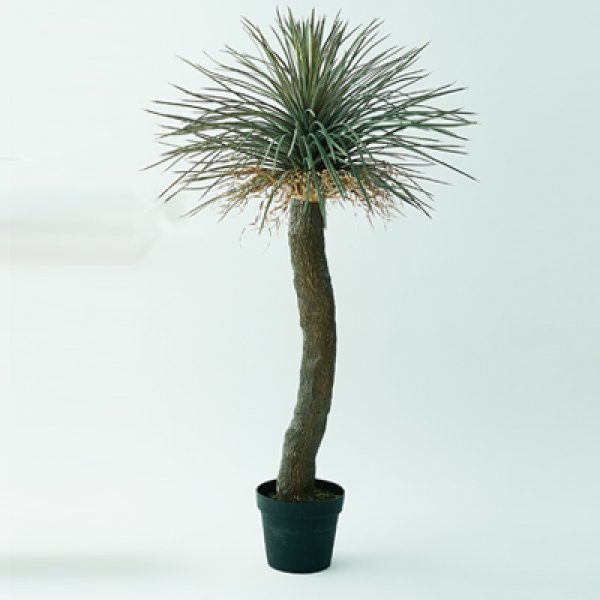 ユッカ ロストラータ 観葉植物 多肉植物 インテリアグリーン おしゃれ オシャレ ギフト 室内向け 種類豊富 高級感 初心者向け 育てやすい 人気 植物 ギフト プレゼント 可愛い ナチュラル インテリア コーディネート お手入れ簡単 風水効果 父の日ギフト 贈り物にも最適 木