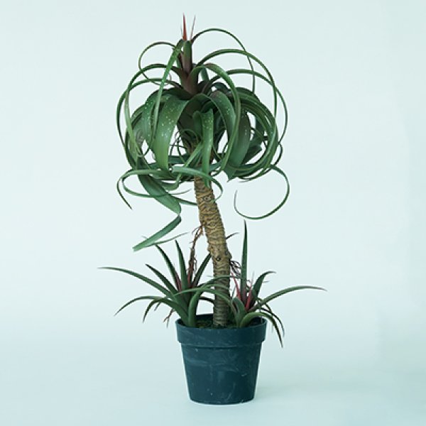 チランジア ミックス 観葉植物 多肉植物 インテリアグリーン おしゃれ オシャレ ギフト 室内向け 種類豊富 高級感 初心者向け 育てやすい 人気 植物 ギフト プレゼント 可愛い ナチュラル インテリア コーディネート お手入れ簡単 風水効果 父の日ギフト 贈り物にも最適 木