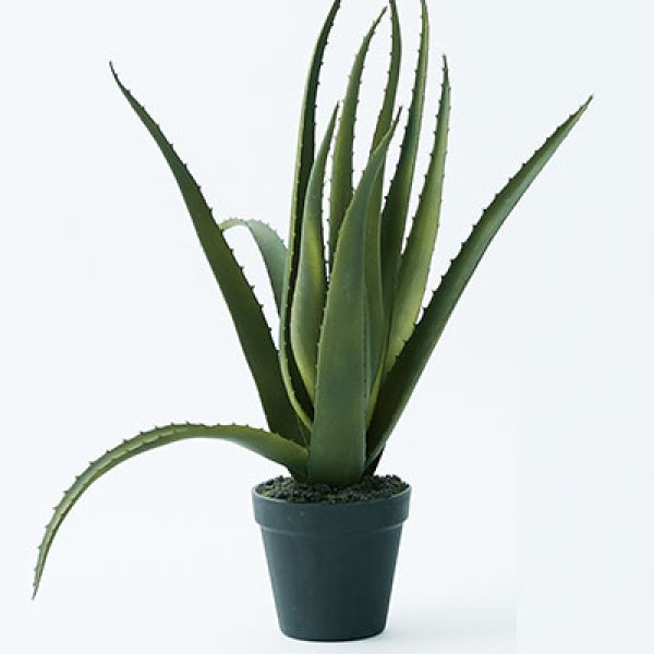 アロエベラ ポット 48 ／ 造花 フェイクグリーン アロエベラ ポット 48 インテリア 観葉植物 人工植物 おしゃれ イミテーション 鉢付き 4,906円