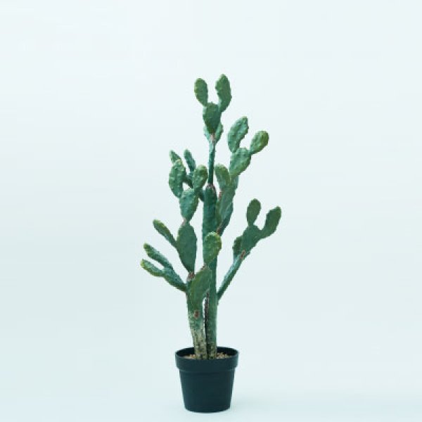 ウチワサボテン 観葉植物 多肉植物 インテリアグリーン おしゃれ お洒落 ギフト 室内向け 種類豊富 高級感 初心者向け 育てやすい 人気 植物 ギフト プレゼント 可愛い ナチュラル インテリア コーディネート お手入れ簡単 風水効果 父の日ギフト 贈り物にも最適 かわいい