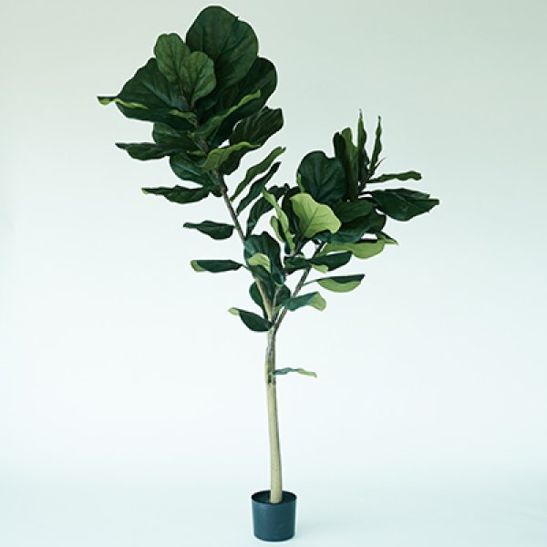 プランター カシワバゴム 木 陶器 ガーデニング 木 屋外 室内 おしゃれ 観葉植物 野菜栽培 フラワーポット 多肉植物 水はけ 底穴付き 軽量 デザイン シンプル ベランダ 庭 園芸用品 モダン 植物育成 土入れ替え グリーンインテリア ガーデン用品 育て方 初心者 丈夫 スペース 24,013円