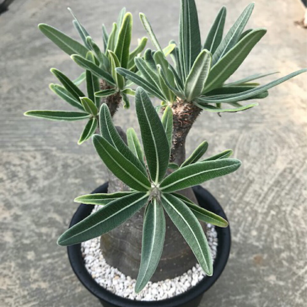 4 5号鉢 植物 多肉植物 花束 Pachypodium 希少パキポディウム 多肉植物 サボテン グラキリス 塊茎植物珍奇植物 ビザールプランツ コーデックス 花のまちころぼっくる可愛らしい膨らんだフォルムが人気のパキポ 4 5号鉢 植物 多肉植物 花束 Pachypodium 希少パキポディウム 多肉植物 サボテン グラキリス 塊茎植物珍奇植物 ビザールプランツ コーデックス 花のまちころぼっくる可愛らしい膨らんだフォルムが人気のパキポ