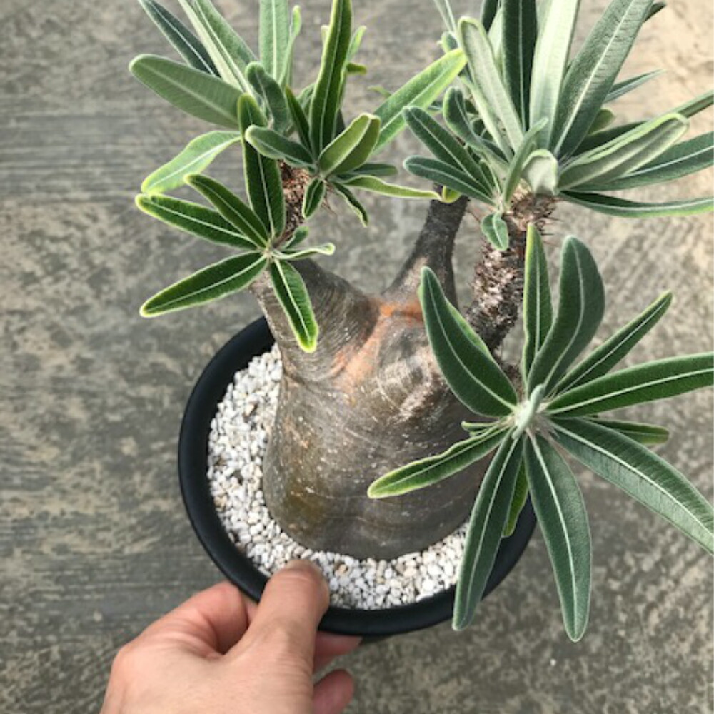 4 5号鉢 植物 多肉植物 花束 Pachypodium 希少パキポディウム 多肉植物 サボテン グラキリス 塊茎植物珍奇植物 ビザールプランツ コーデックス 花のまちころぼっくる可愛らしい膨らんだフォルムが人気のパキポ