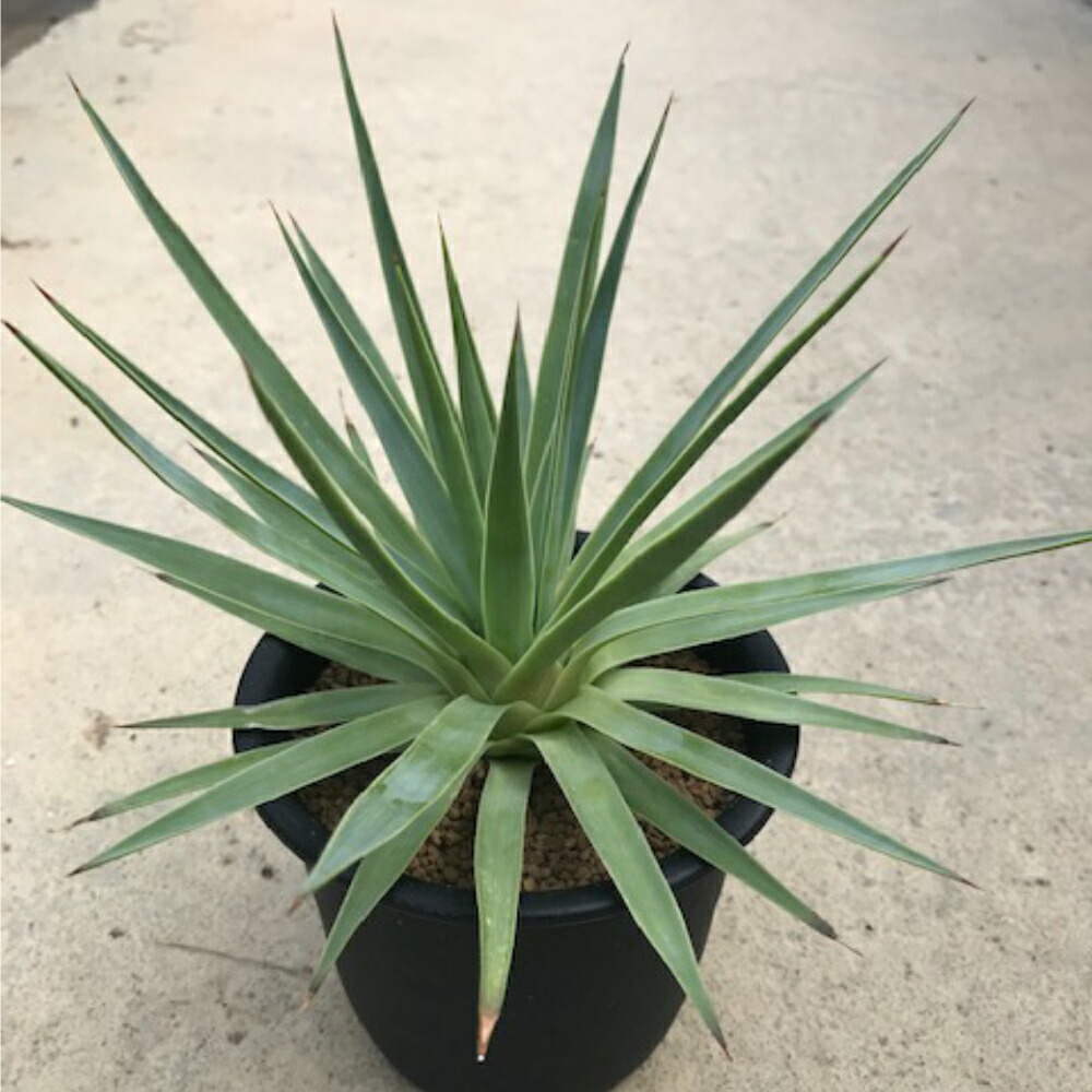 人気ブランドを Agave イスツメンシス斑入り 4号鉢 サボテン 多肉植物 希少アガベ属 ラムランナー 珍奇植物ビザールプランツ 新商品